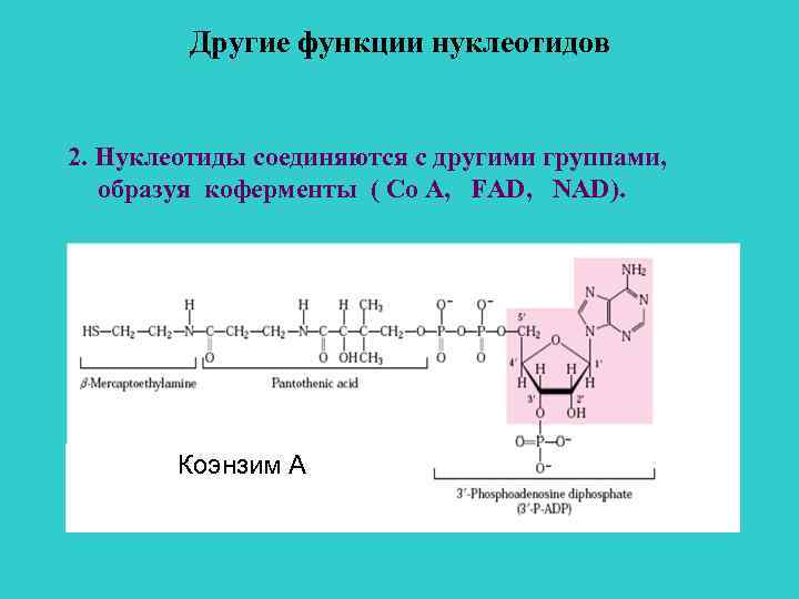 Другие функции нуклеотидов 2. Нуклеотиды соединяются с другими группами, образуя коферменты ( Со А,