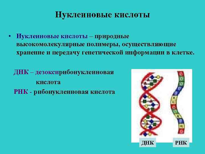 Входит в состав нуклеиновых кислот