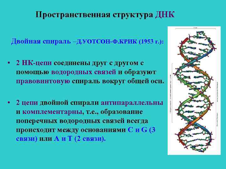 Пространственная структура ДНК Двойная спираль –Д. УОТСОН-Ф. КРИК (1953 г. ): • 2 НК-цепи