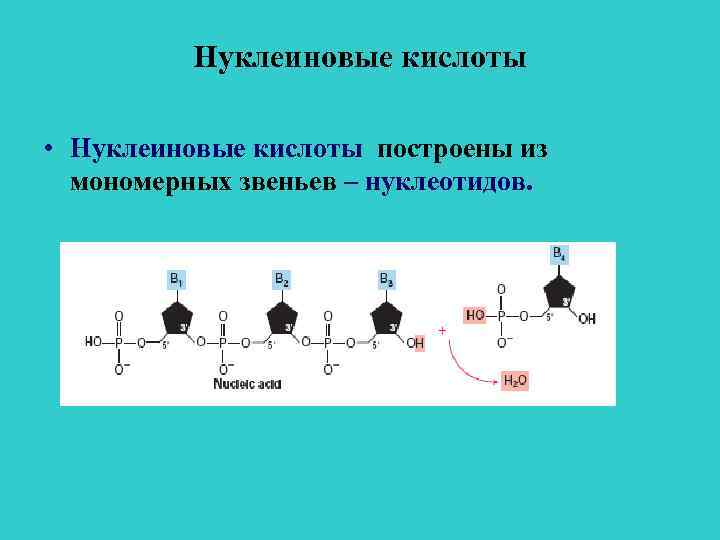 Схема гидролиза нуклеиновых кислот