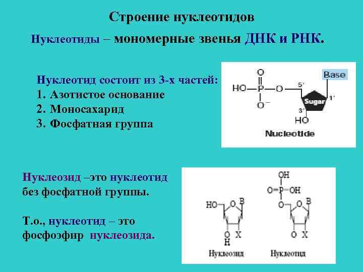 Строение нуклеотидов Нуклеотиды – мономерные звенья ДНК и РНК. Нуклеотид состоит из 3 -х