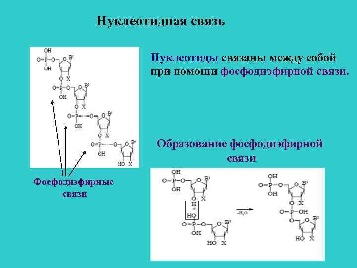 Нуклеотидная связь Нуклеотиды связаны между собой при помощи фосфодиэфирной связи. Образование фосфодиэфирной связи Фосфодиэфирные