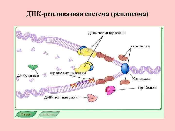 Ssb белок. ДНК полимераза репликация ДНК. Реплисома. ДНК-полимераза III. Реплисома строение.