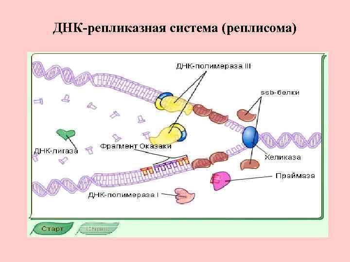 ДНК-репликазная система (реплисома) 