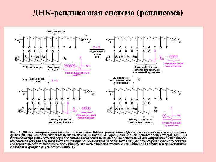 ДНК-репликазная система (реплисома) 