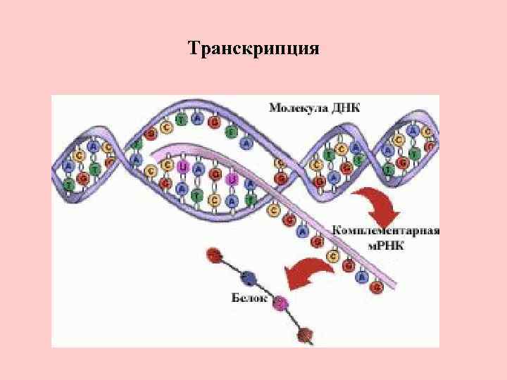 Транскрипция 