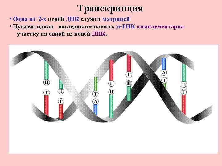 Транскрипция • Одна из 2 -х цепей ДНК служит матрицей • Нуклеотидная последовательность м-РНК