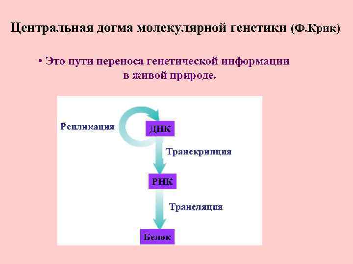 Центральная догма молекулярной генетики (Ф. Крик) • Это пути переноса генетической информации в живой