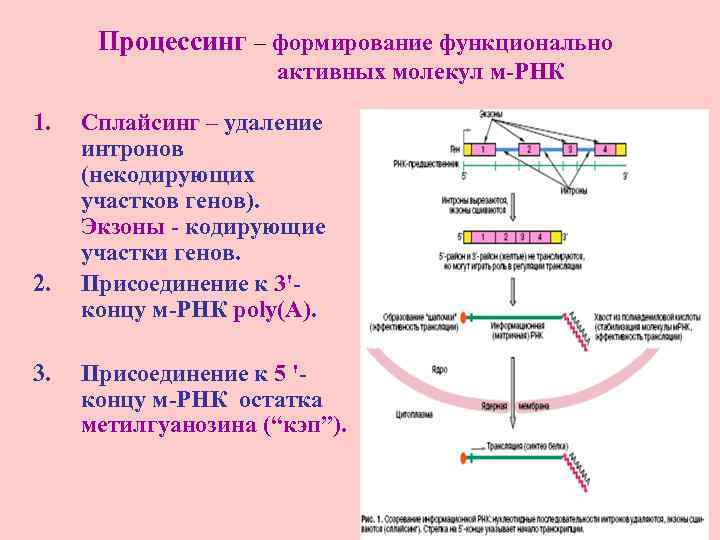 Процессинг – формирование функционально активных молекул м-РНК 1. 2. 3. Сплайсинг – удаление интронов