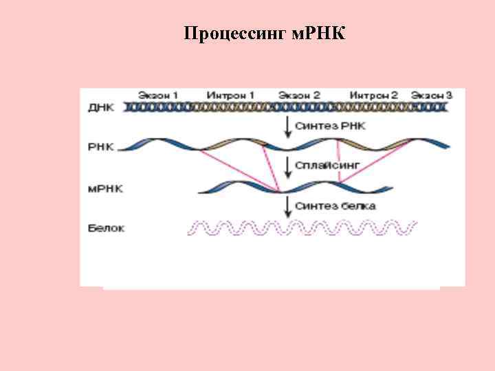 Процессинг м. РНК 