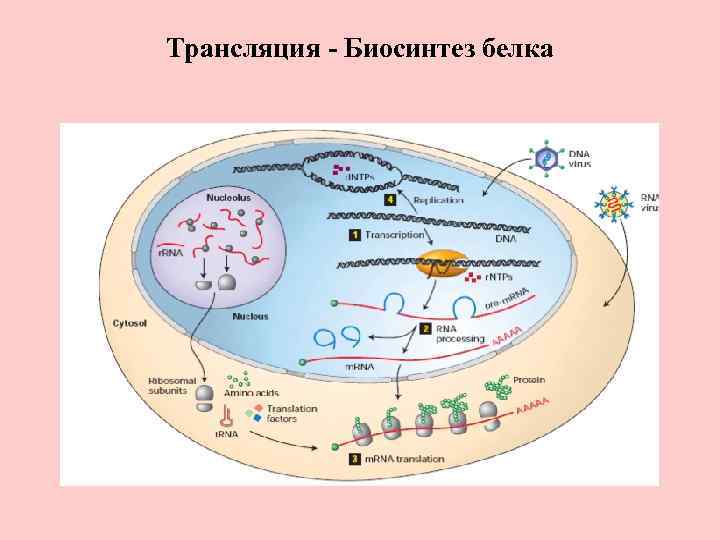 Трансляция белков. Синтез белков трансляция. Биосинтез белка трансляция. Трансляция белка. Трансляция Синтез белка.