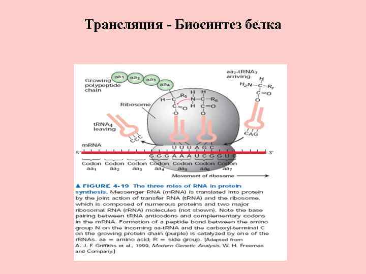 Трансляция биосинтез. Синтез белков трансляция. Трансляция беоссинтеза белка. Трансляция биосинтеза бенлка. Трансляция этапы синтеза белка биохимия.