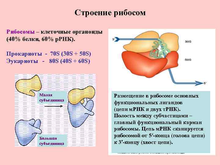 Строение рибосом Рибосомы – клеточные органоиды (40% белки, 60% р. РНК). Прокариоты - 70