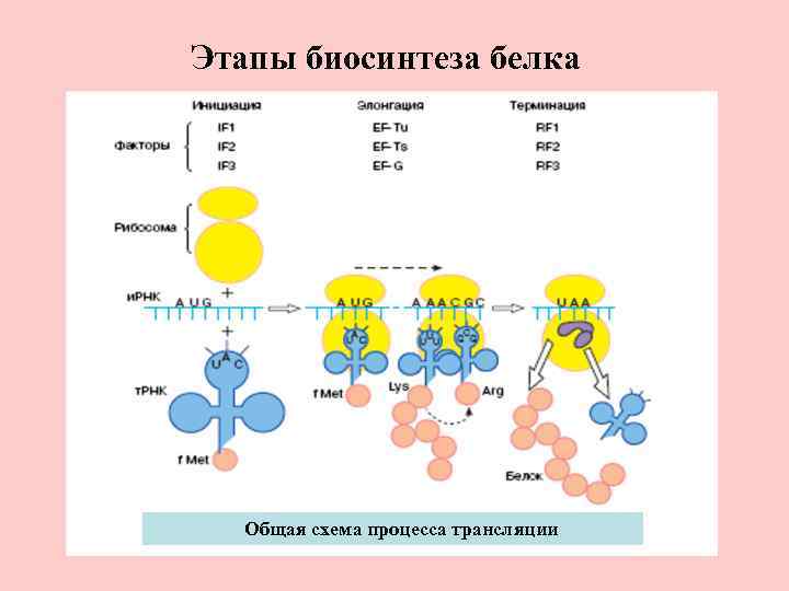 4 этапы синтеза белка. Схема 2 этапа биосинтеза белка в живой клетке. Схема процесса транскрипции Биосинтез белка. Схема второго этапа биосинтеза белка. Трансляция этапы синтеза белка биохимия.