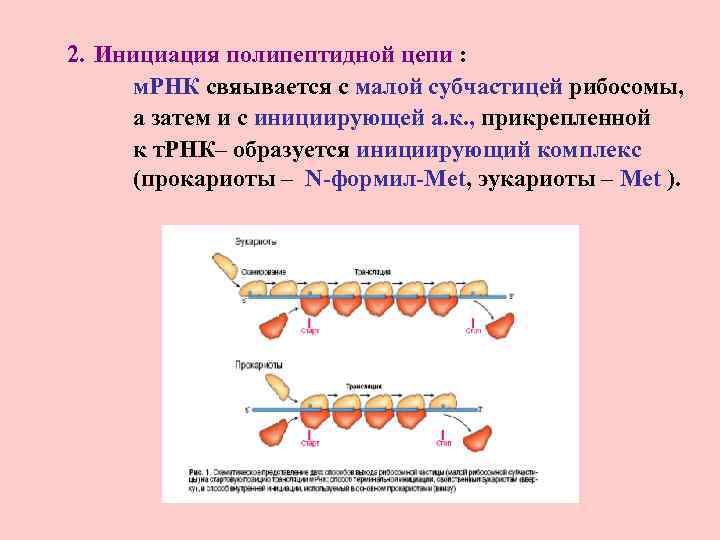 Синтез полипептидной цепи в рибосомах. Инициация полипептидной цепи. МРНК. Созревание матричной РНК. Формирование полипептидной цепи.