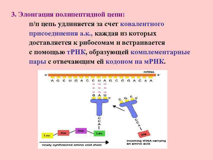 3. Элонгация полипептидной цепи: п/п цепь удлиняется за счет ковалентного присоединения а. к. ,