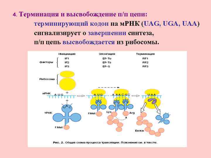 4. Терминация и высвобождение п/п цепи: терминирующий кодон на м. РНК (UAG, UGA, UAA)