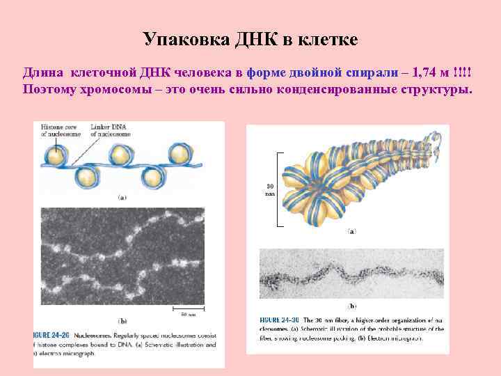 Центр клетки днк. Клетка ДНК. Неактивная часть ДНК.