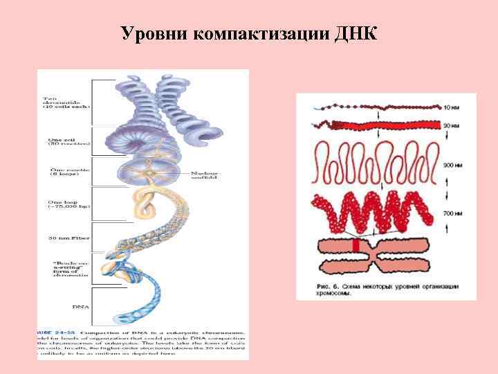 Компактизация хромосом это. Модель этапов компактизации генетического материала. 4 Уровень компактизации ДНК. Уровни компактизации.