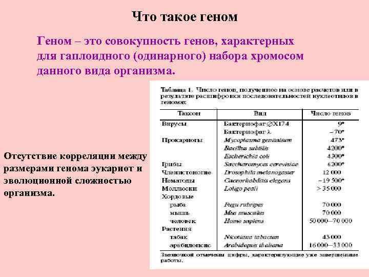 Что такое геном Геном – это совокупность генов, характерных для гаплоидного (одинарного) набора хромосом