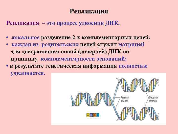 Репликация – это процесс удвоения ДНК. • локальное разделение 2 -х комплементарных цепей; •