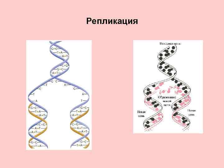 Репликация 