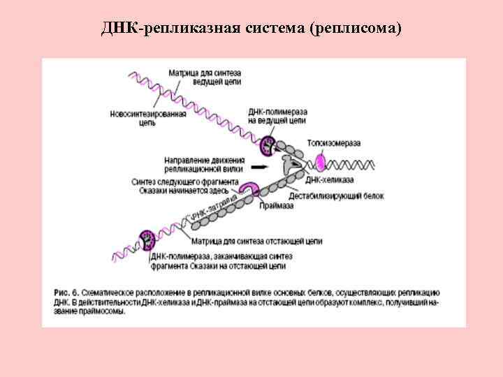 ДНК-репликазная система (реплисома) 