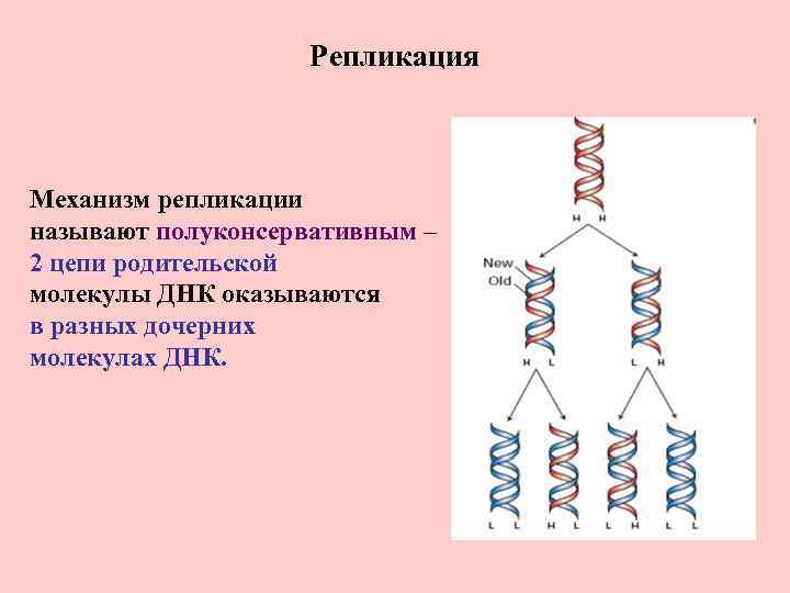 Репликация Механизм репликации называют полуконсервативным – 2 цепи родительской молекулы ДНК оказываются в разных