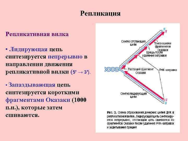 Синтез в направлении 3 3 5. Строение репликативной вилки биохимия. Схема образования репликационной вилки ДНК. Репликация ДНК репликативная вилка. Репликация ДНК Цепочки.