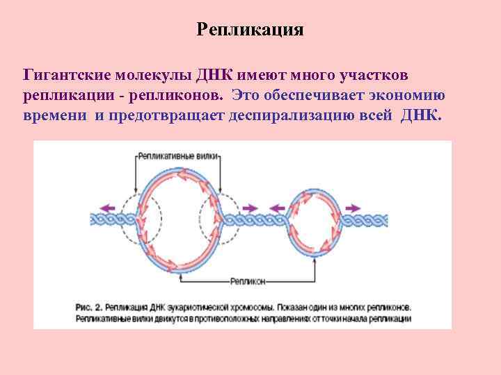 Репликация Гигантские молекулы ДНК имеют много участков репликации - репликонов. Это обеспечивает экономию времени