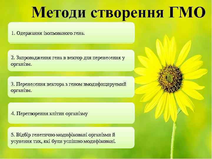 Методи створення ГМО 1. Одержання ізольованого гена. 2. Запровадження гена в вектор для перенесення