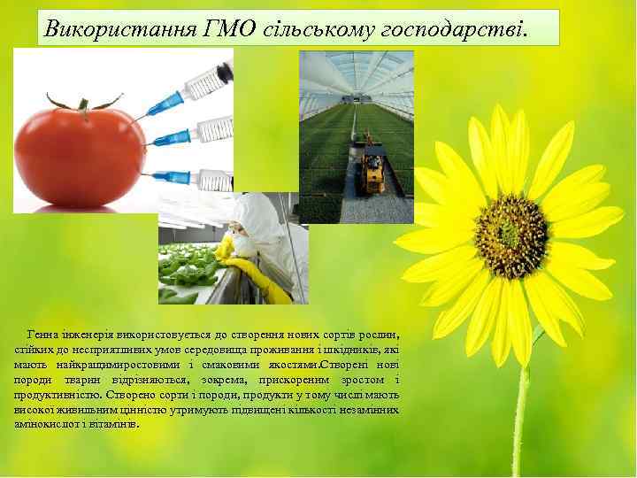 Використання ГМО сільському господарстві. Генна інженерія використовується до створення нових сортів рослин, стійких до