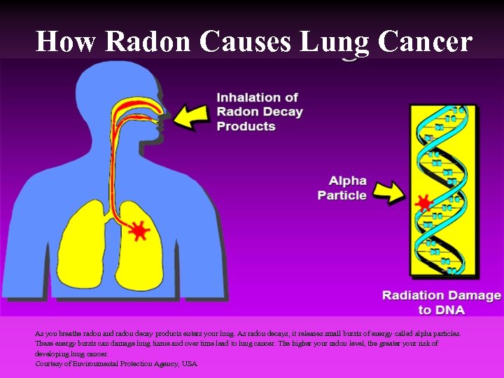 How Radon Causes Lung Cancer As you breathe radon and radon decay products enters