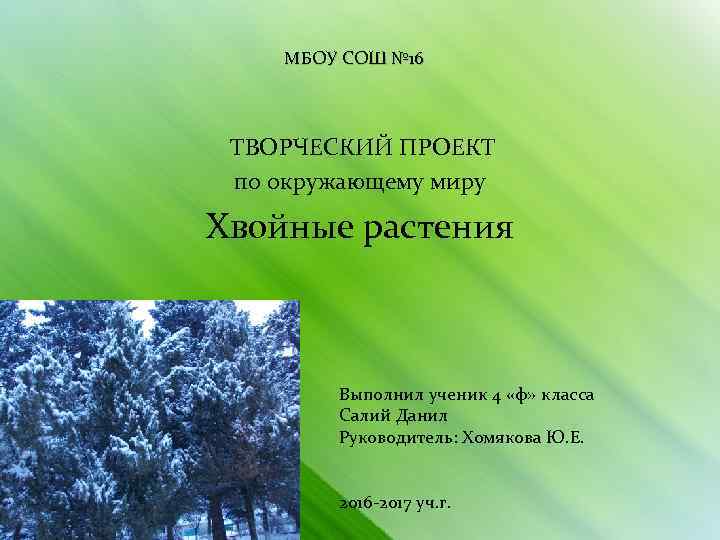 МБОУ СОШ № 16 ТВОРЧЕСКИЙ ПРОЕКТ по окружающему миру Хвойные растения Выполнил ученик 4