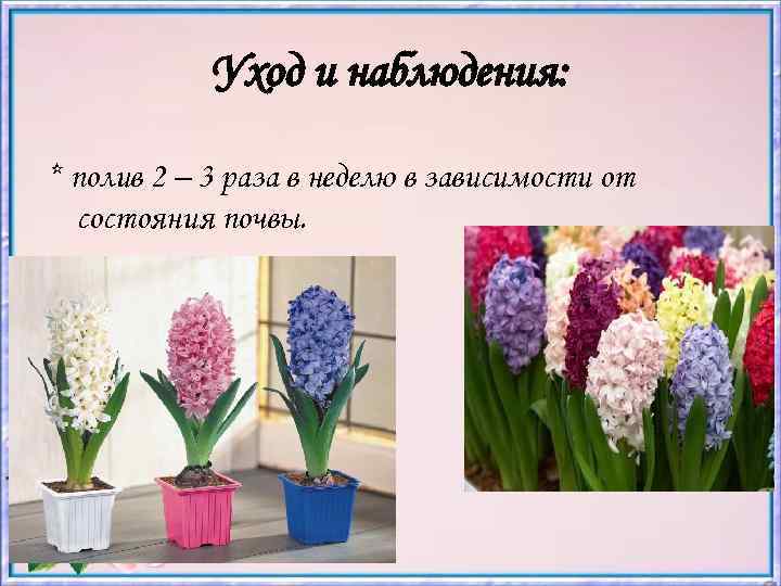 Уход и наблюдения: * полив 2 – 3 раза в неделю в зависимости от