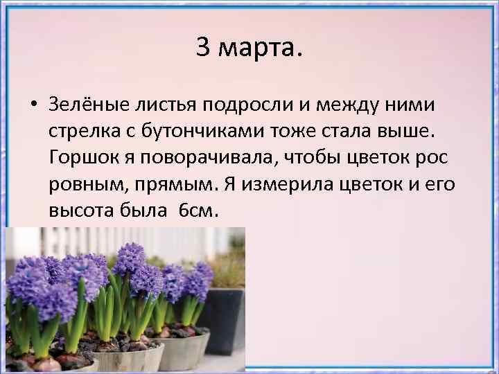 3 марта. • Зелёные листья подросли и между ними стрелка с бутончиками тоже стала