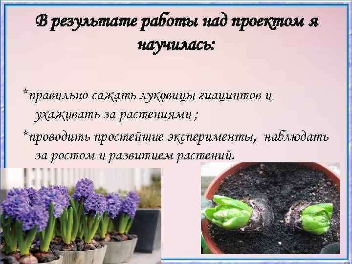 В результате работы над проектом я научилась: *правильно сажать луковицы гиацинтов и ухаживать за