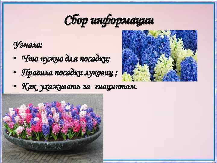 Сбор информации Узнала: • Что нужно для посадки; • Правила посадки луковиц ; •
