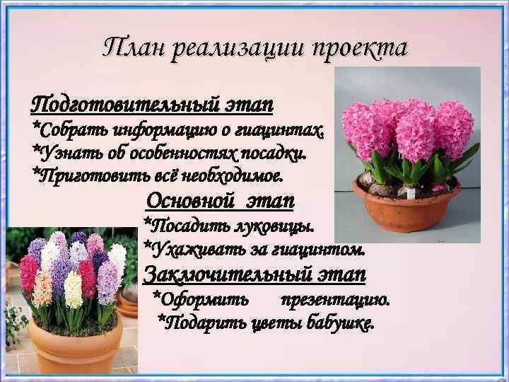План реализации проекта Подготовительный этап *Собрать информацию о гиацинтах. *Узнать об особенностях посадки. *Приготовить