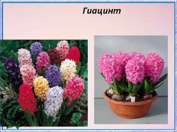 Гиацинт 