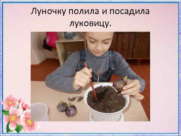 Луночку полила и посадила луковицу. 