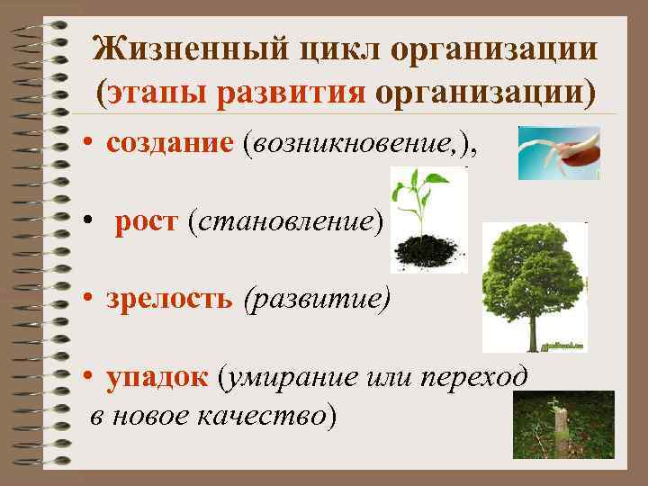 Жизненный цикл организации (этапы развития организации) • создание (возникновение, ), • рост (становление) •