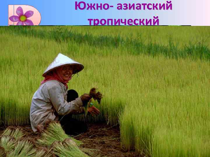 Южно- азиатский тропический Рис, сахарный тростник, огурец, баклажан, черный перец, банан, сахарная пальма, саговая