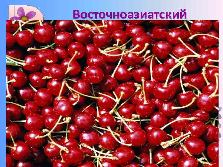 Восточноазиатский Соя, просо, гречиха, слива, вишня, редька, шелковица, хурма, китайские яблоки, ревень, корица, олива