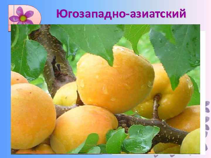 Югозападно-азиатский Мягкая пшеница, рожь, лен, репа, морковь, чеснок, виноград, абрикос, груша, горох, бобы, дыня,