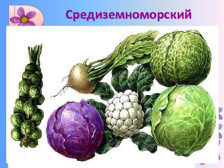 Средиземноморский Капуста, сахарная свекла, маслина (олива), клевер, одноцветковая чечевица, люпин, лук, горчица, брюква, спаржа,