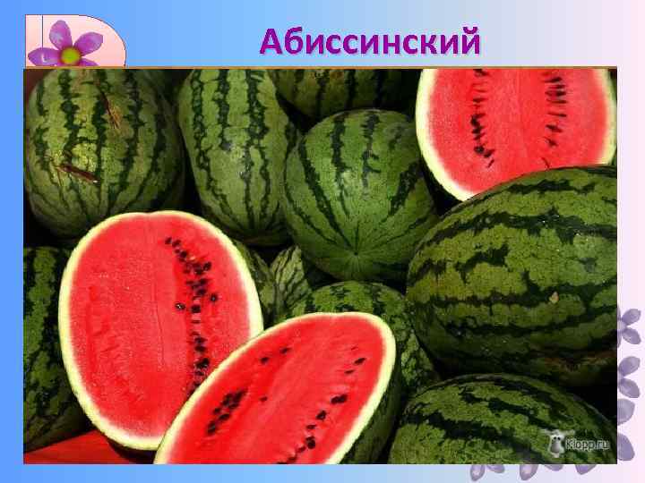 Абиссинский Твердая пшеница, ячмень, кофейное дерево, зерновое сорго, бананы, нут, арбуз, клещевина и др.