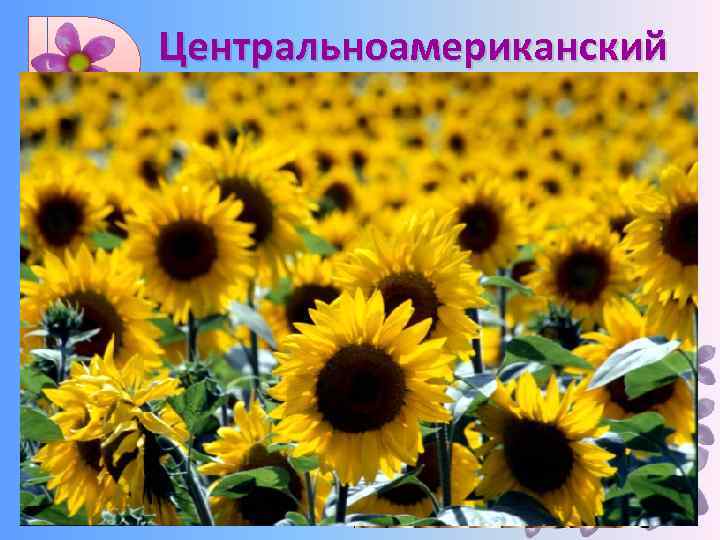 Центральноамериканский Кукуруза, длинноволокнистый хлопчатник, какао, тыква, табак, фасоль, красный перец, подсолнечник, батат и др.