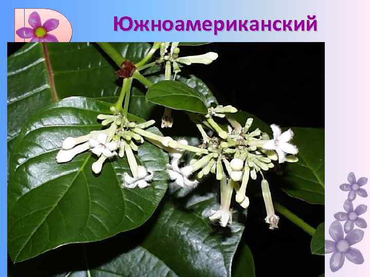 Южноамериканский Картофель, ананас, хинное дерево, арахис, садовая земляника и др. 