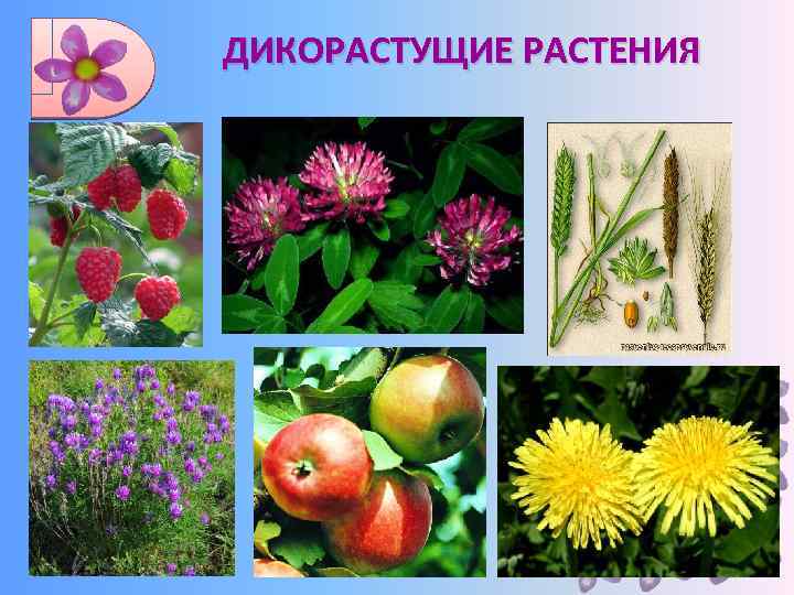 Знаешь ли ты культурные растения 3 класс. Дикорастущие и культурные растения. Цветы дикорастущие и культурные. Дикорастущие растения названия. РАСТЕНИЕДИКОРАСТУЩЕЕ икультурные.